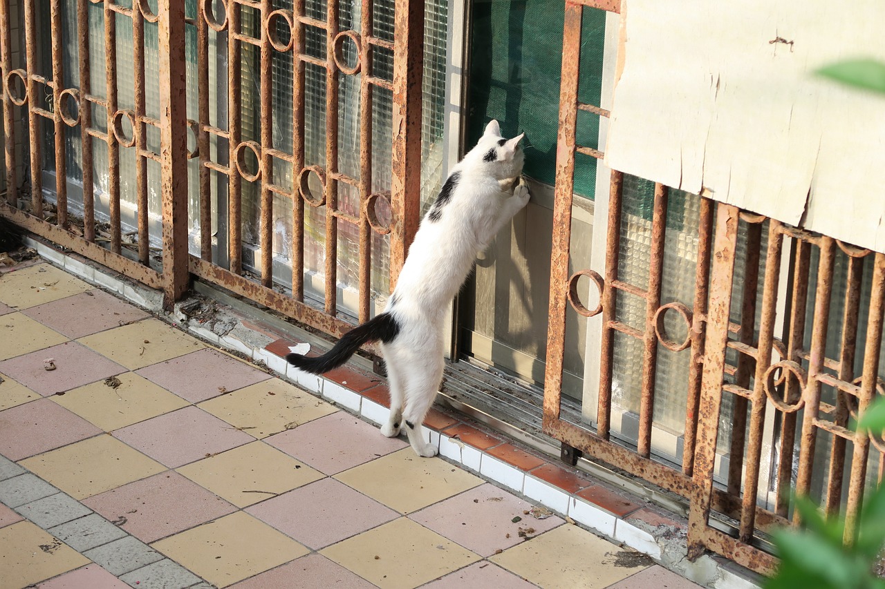 猫的这项能力超婴儿，超越年龄的敏锐与智慧