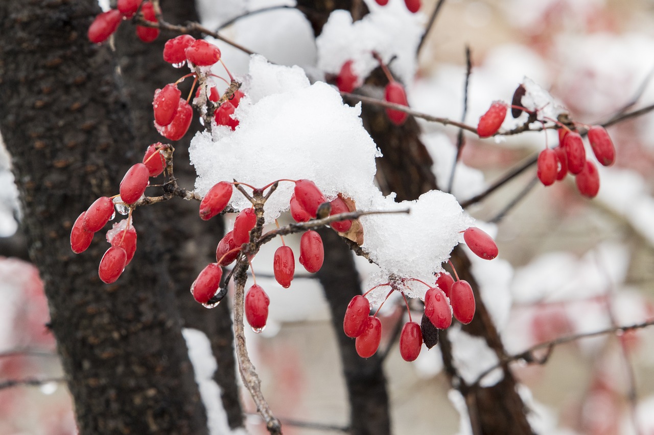 东北的雪，从银装素裹到浪漫紫境